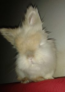 bunny, pet rabbit